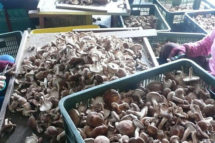 香菇烘干機(jī)專(zhuān)注蘑菇低成本智能烘干！_重復(fù)